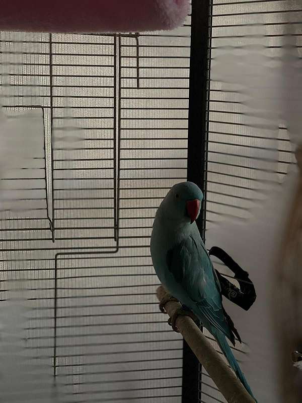 parrot-for-sale-in-haines-city-fl