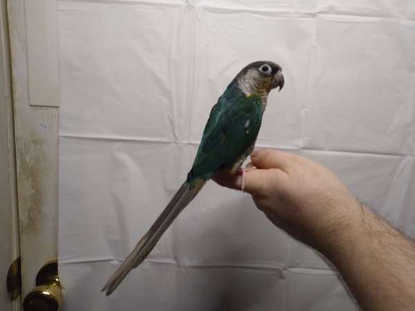 conure-for-sale