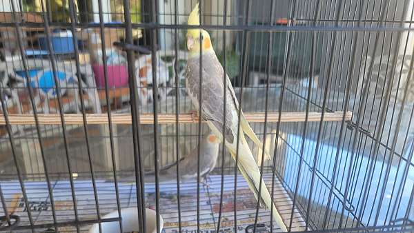 cockatiel-for-sale