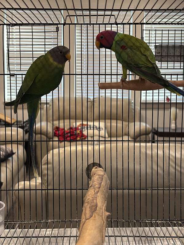 plum-head-parakeet-for-sale