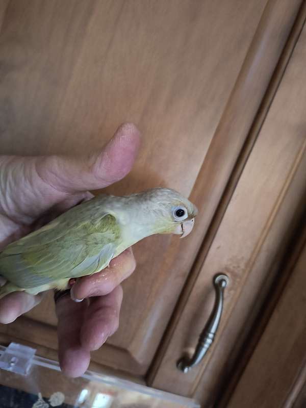 conure-for-sale