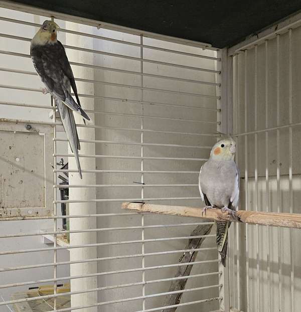 cockatiel-for-sale