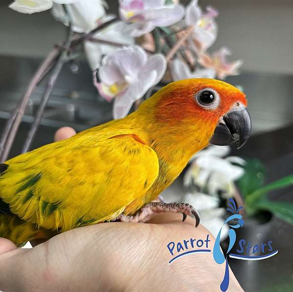 sun-conure-for-sale