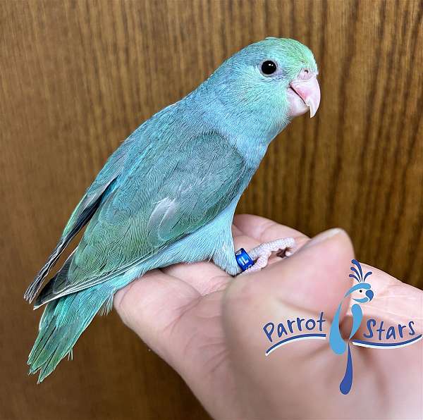 pacific-parrotlet-for-sale