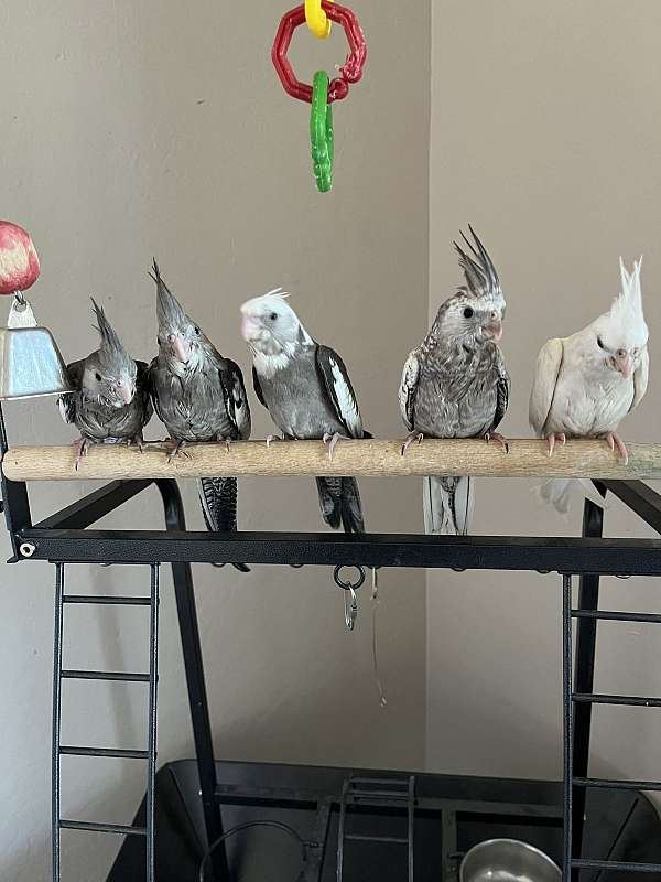 cockatiel-for-sale