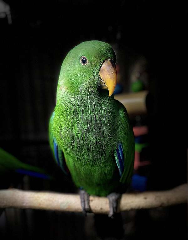 solomon-island-eclectus-parrots-for-sale