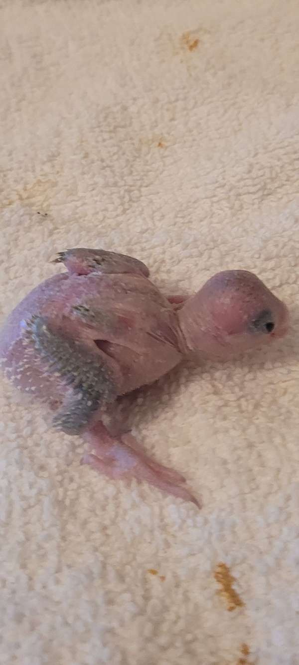 parrotlet-for-sale