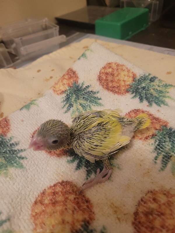 parrotlet-for-sale