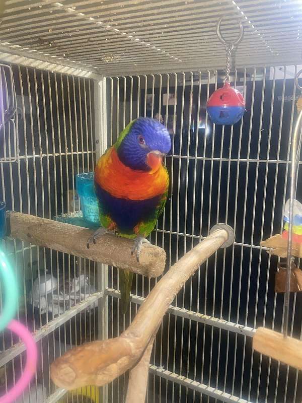 lory-for-sale-in-texas