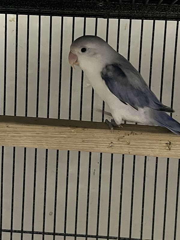 lovebird-for-sale