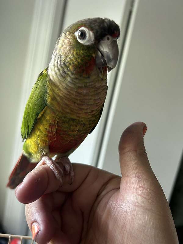 green-cheek-conure-for-sale-in-riverside-nj