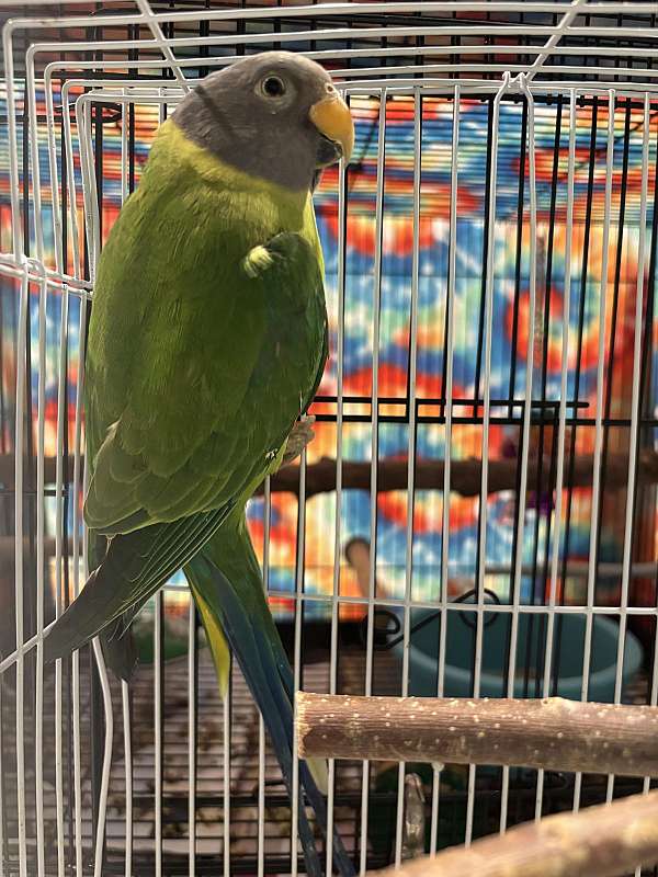 plum-head-parakeet-for-sale-in-hutto-tx