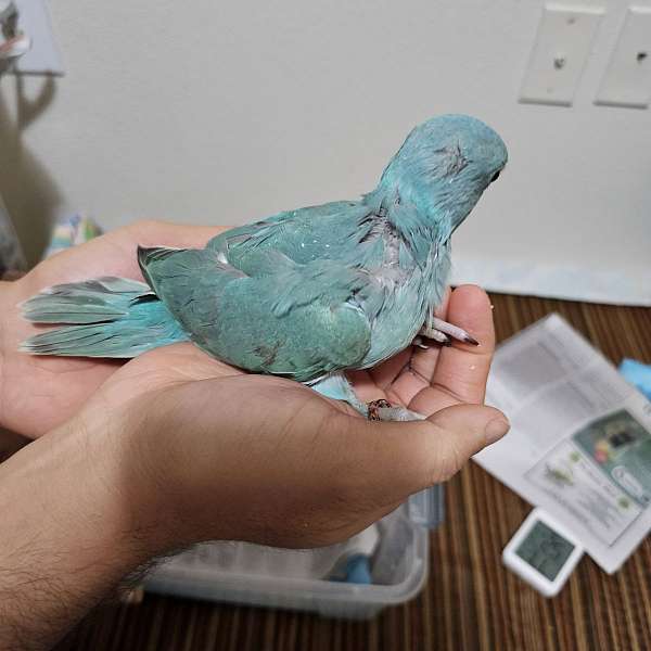 baby-parrot-for-sale