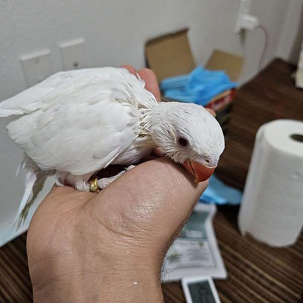 albino-bird-for-sale