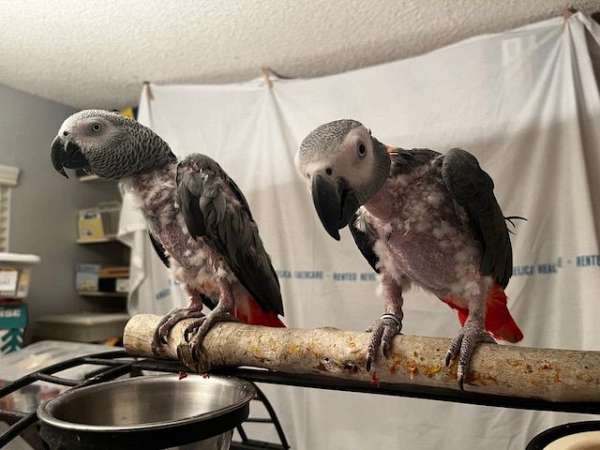 african-grey-parrot-for-sale