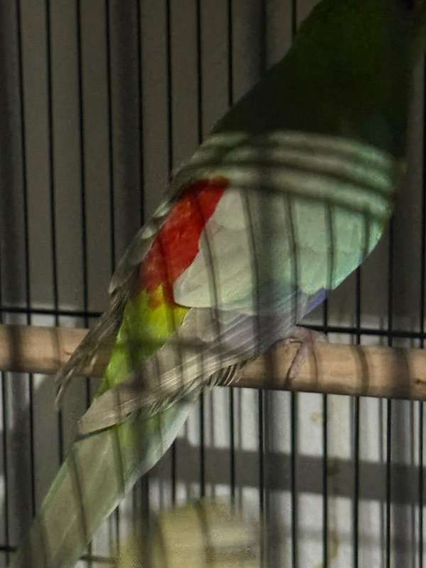 parakeet-for-sale-in-alvord-tx