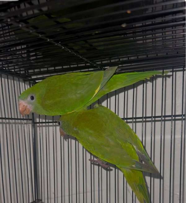 parrot-for-sale-in-alvord-tx