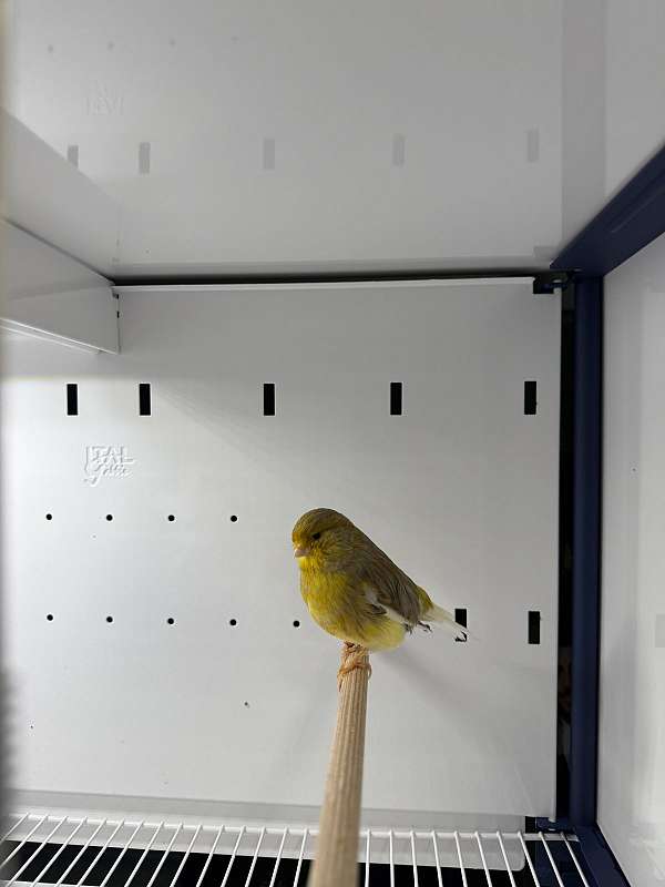 cinnamon-canary-gloster-canary-for-sale