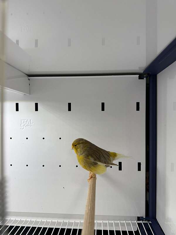 male-canary-gloster-canary-for-sale