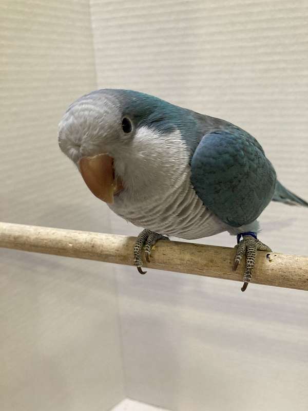 cobalt-quaker-parrots-for-sale