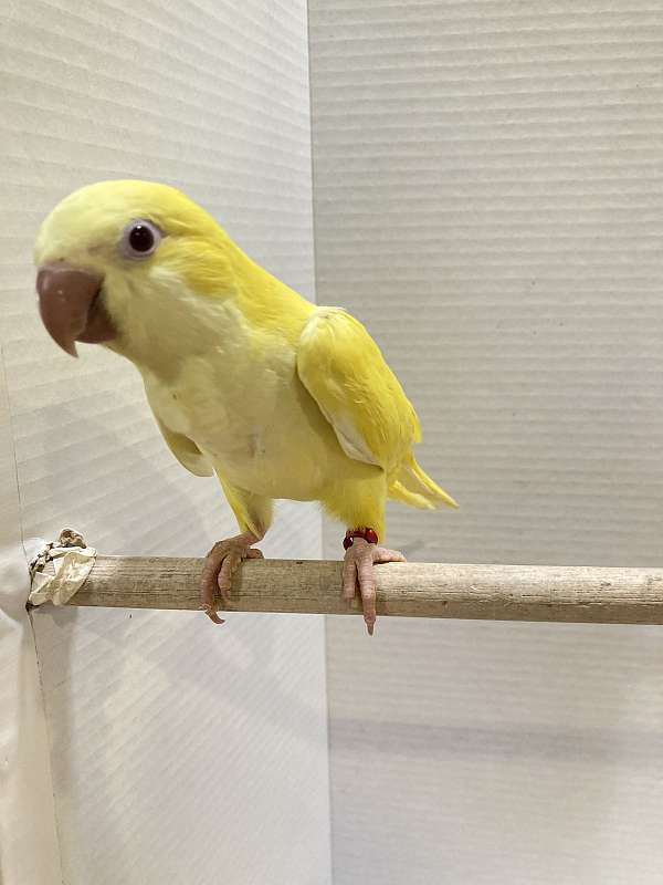 green-quaker-parrots-for-sale