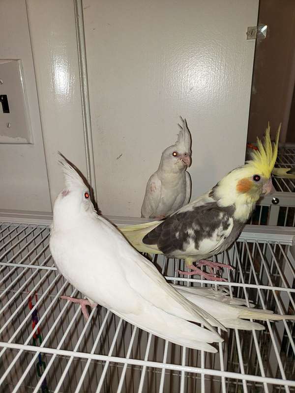 cockatiel-for-sale-in-ocklawaha-fl