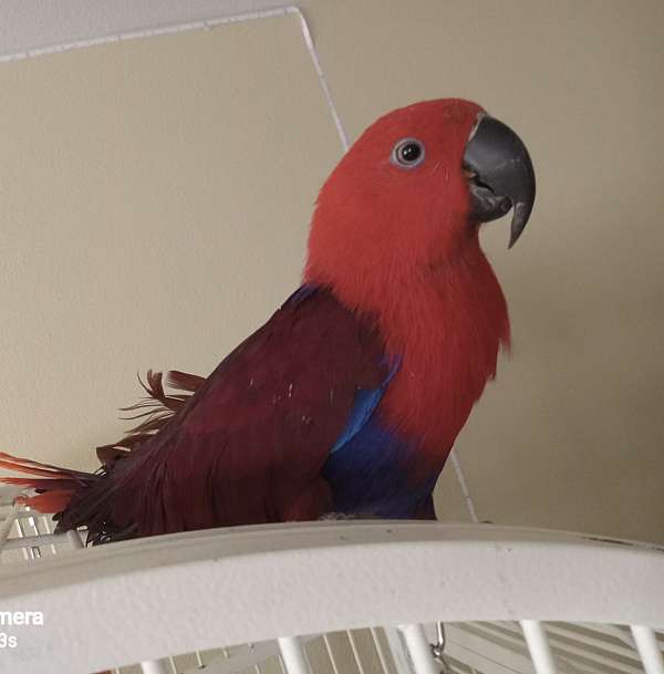 red-sided-eclectus-parrots-for-sale-in-westminster-co