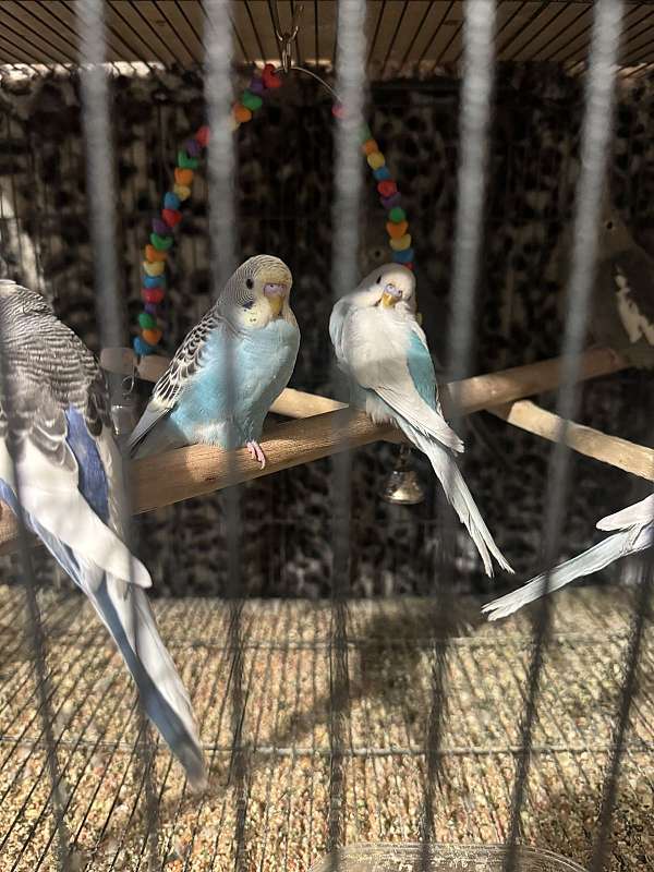 budgerigar-parakeet-for-sale-in-monroe-township-nj