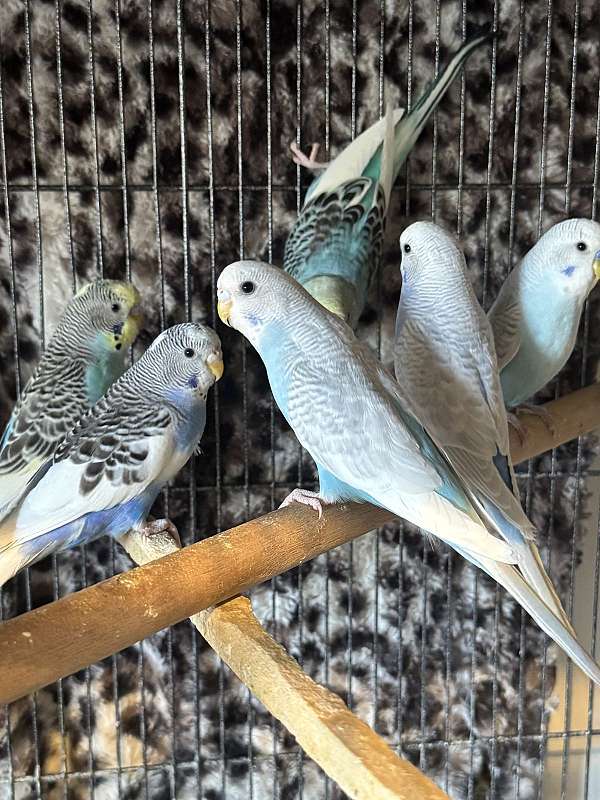 budgerigar-parakeet-for-sale-in-monroe-township-nj