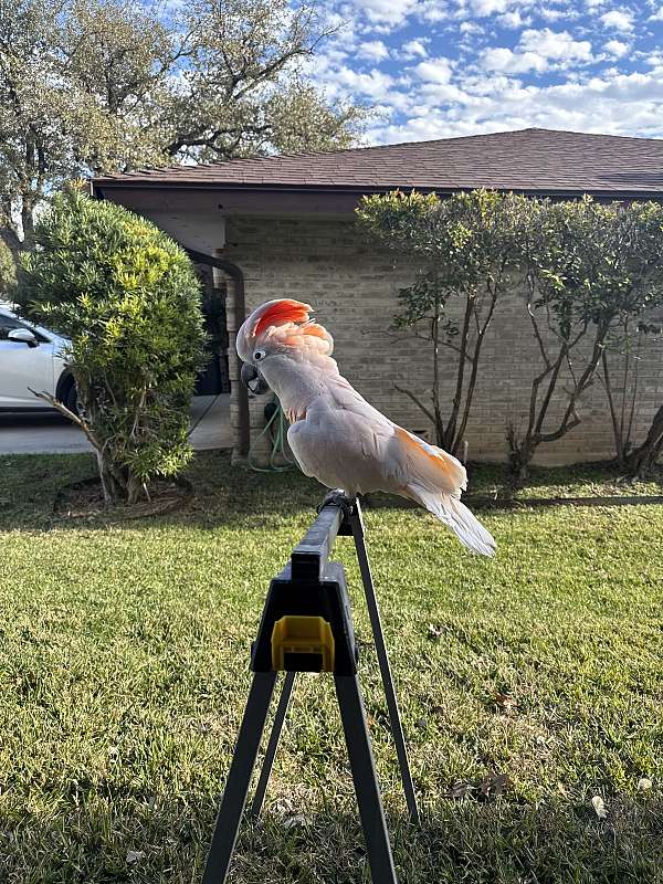 moluccan-cockatoo-for-sale