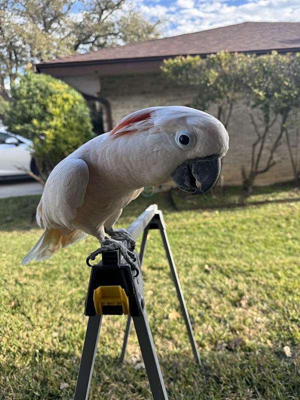 pink-moluccan-cockatoo-for-sale