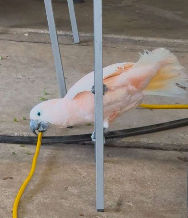 white-moluccan-cockatoo-for-sale