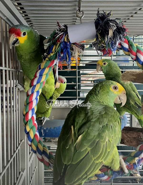 amazon-parrot-for-sale