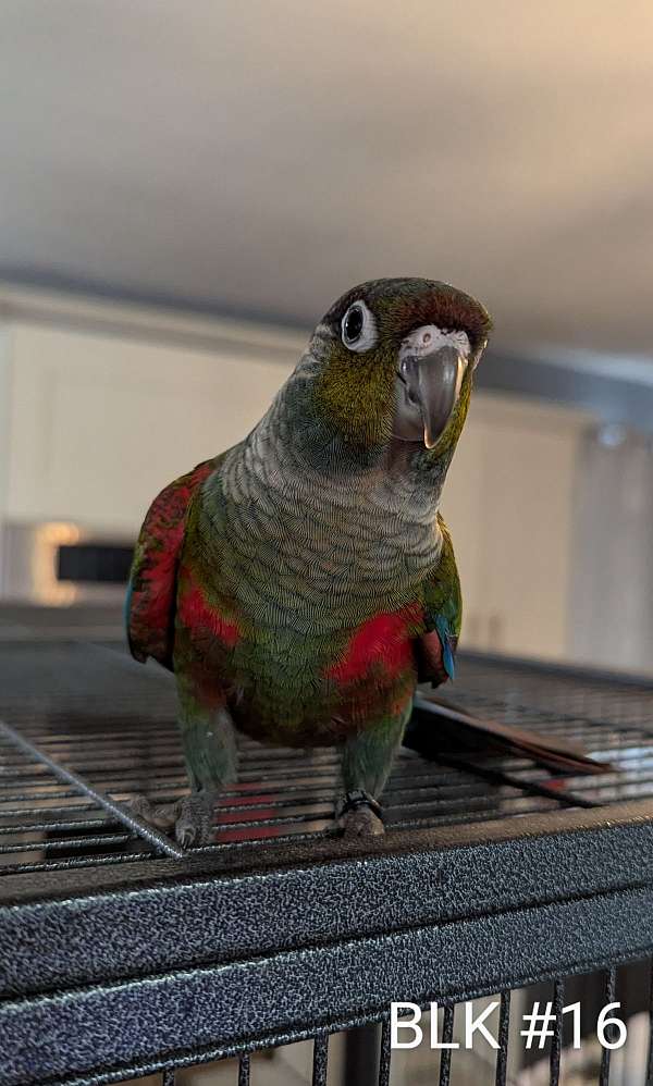 conure-crimson-bellied-conure-for-sale-in-hutchinson-mn