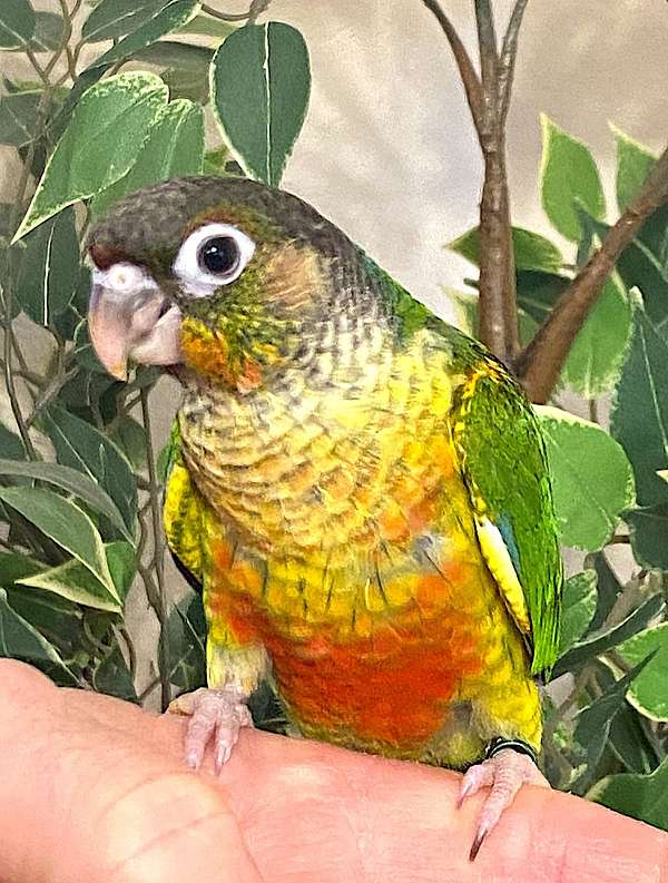 conure-for-sale