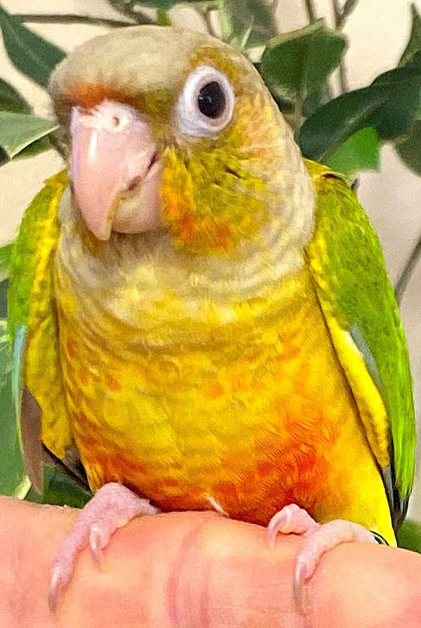 conure-for-sale