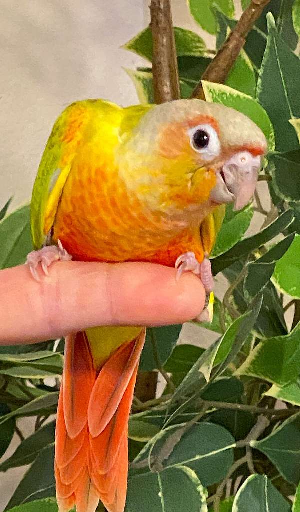 green-cheek-conure-for-sale