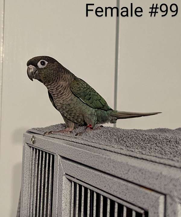 green-cheek-conure-for-sale