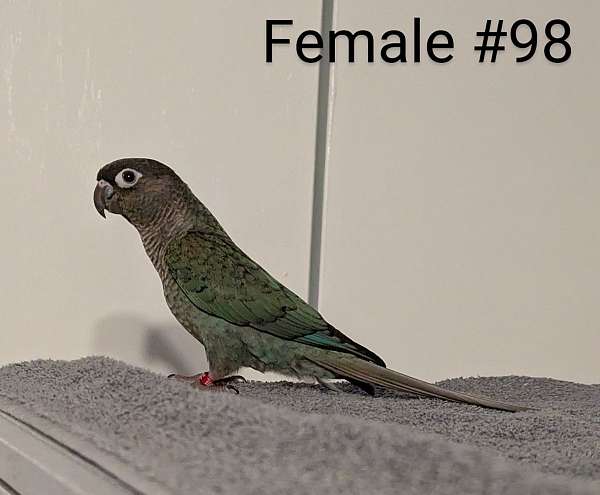 green-cheek-conure-for-sale