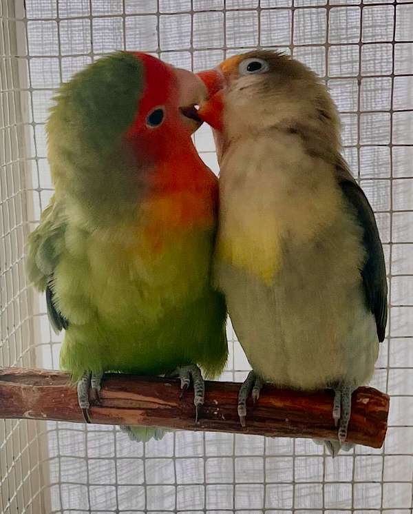 lovebird-for-sale