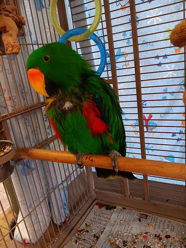 solomon-island-eclectus-parrots-for-sale-in-galveston-tx