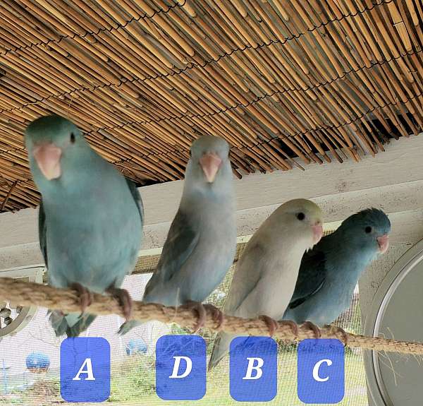 parrotlet-for-sale-in-sarasota-fl