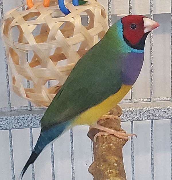 lady-gouldian-finch-for-sale-in-sarasota-fl