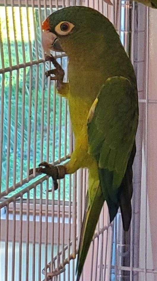 half-moon-conure-for-sale-in-sarasota-fl