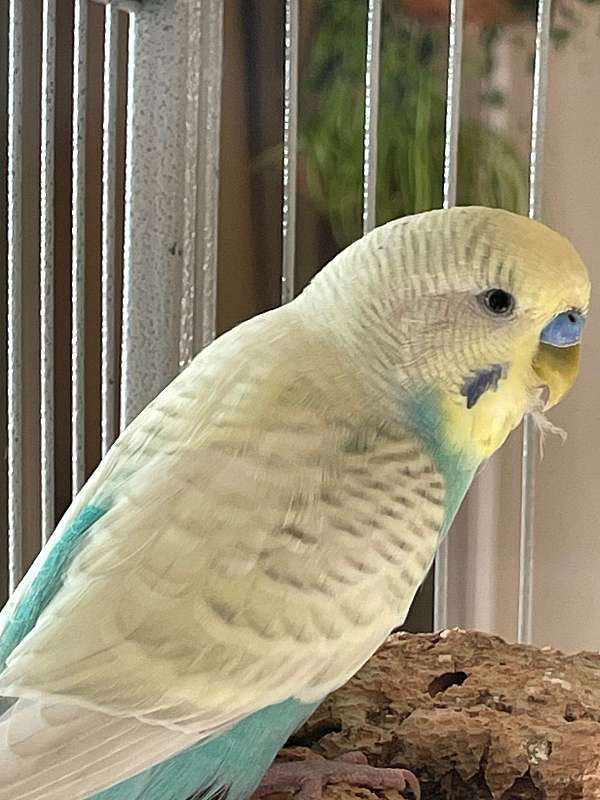 budgerigar-parakeet-for-sale-in-north-little-rock-ar