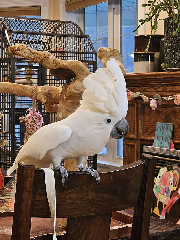 umbrella-cockatoo-for-sale-in-east-brady-pa