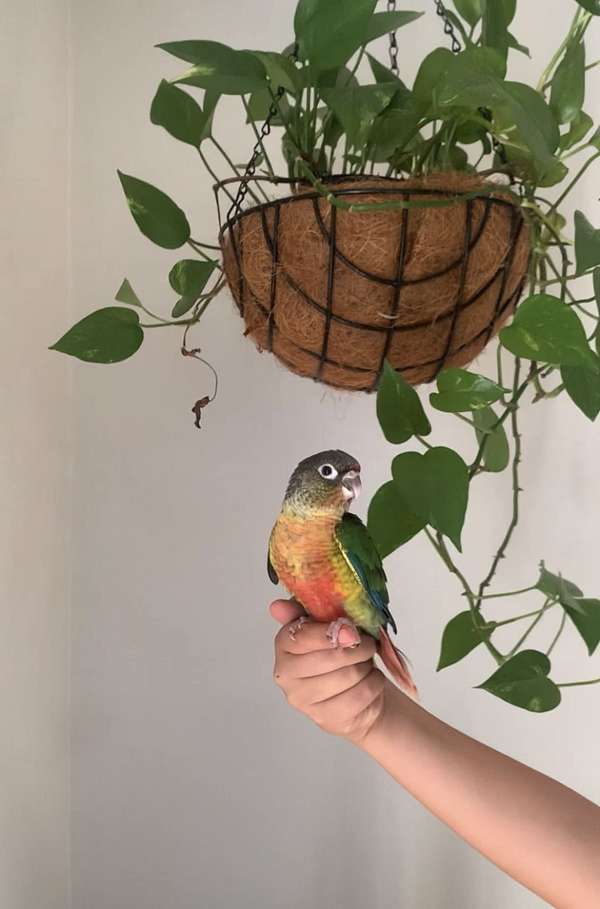 green-cheek-conure-for-sale