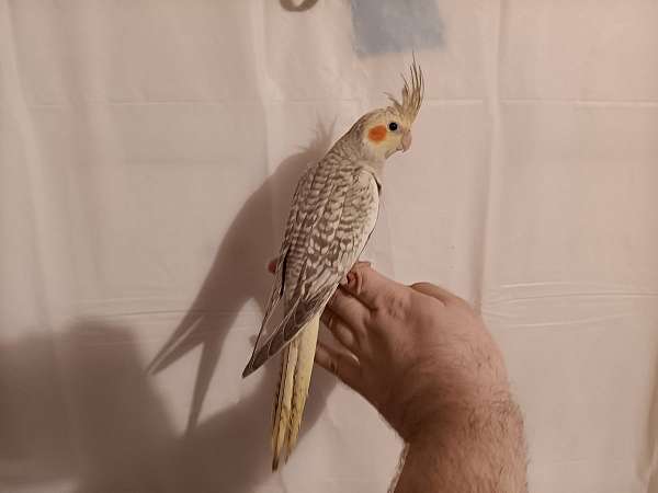 cockatiel-for-sale