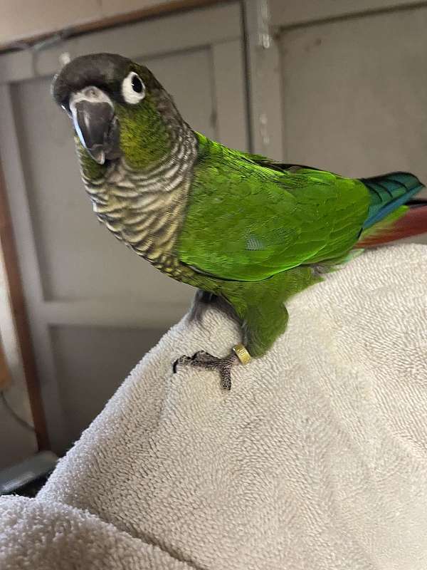 green-cheek-conure-for-sale