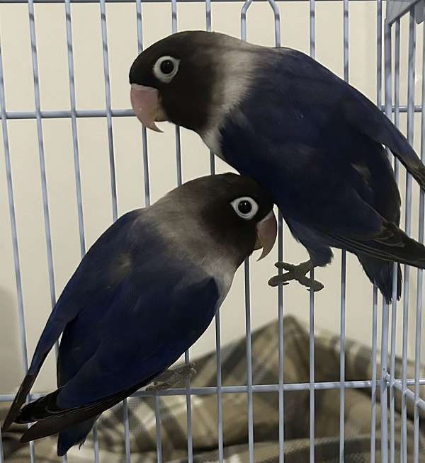 fischers-lovebird-for-sale